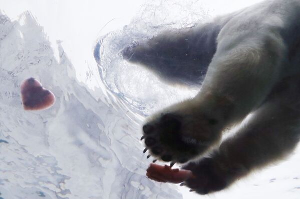 美國底特律動物園一隻北極熊撲向心形美食。 - 俄羅斯衛星通訊社