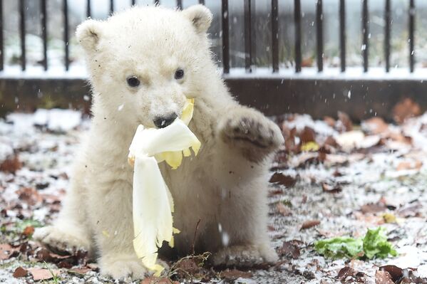 法国米卢斯动物园的小白熊 - 俄罗斯卫星通讯社