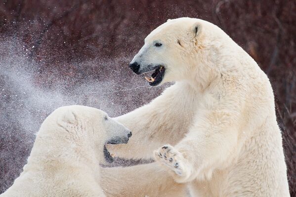 德国动物园的小白熊 - 俄罗斯卫星通讯社