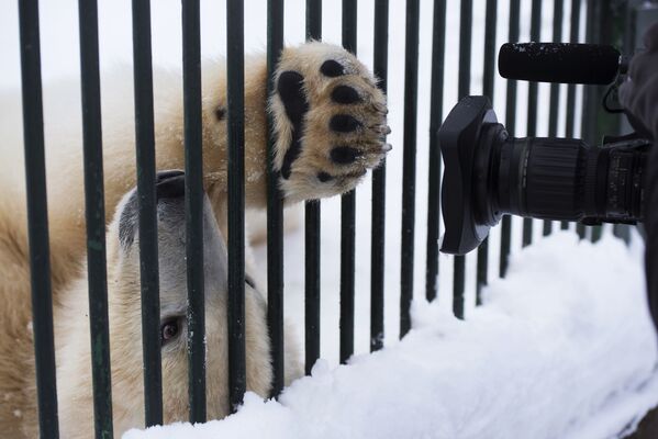 图为瑟乔沃村珍稀物种繁育中心一岁大的小白熊。 - 俄罗斯卫星通讯社