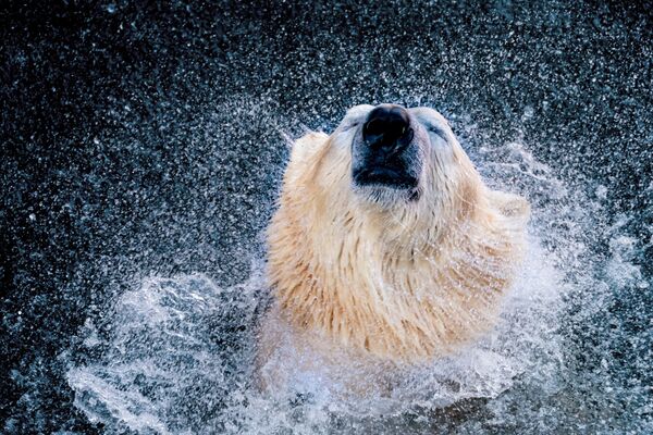 正在游水的北極熊 - 俄羅斯衛星通訊社