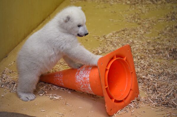 德國動物園的小白熊 - 俄羅斯衛星通訊社