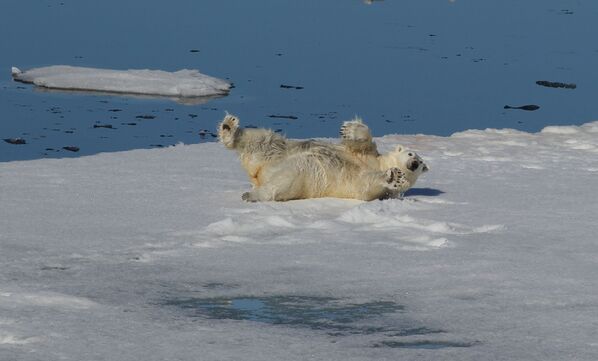 法蘭士約瑟夫地群島與北極之間北冰洋水域的一隻白熊 - 俄羅斯衛星通訊社