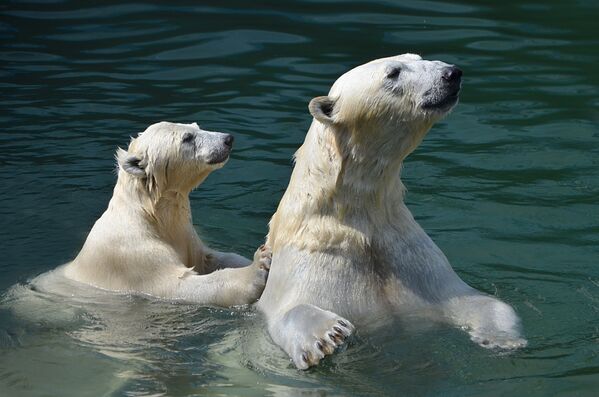 正在游水的北极熊 - 俄罗斯卫星通讯社