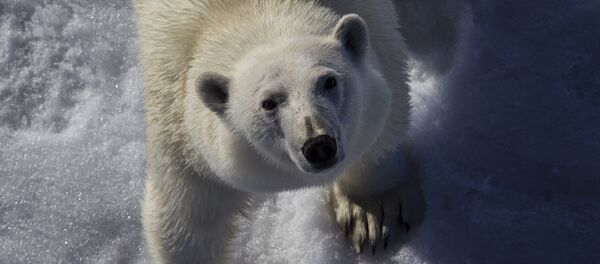 北极的主人 - 俄罗斯卫星通讯社