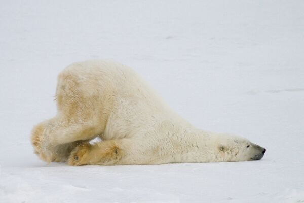最新数据显示，俄罗斯现有北极熊5000至6000只。 - 俄罗斯卫星通讯社