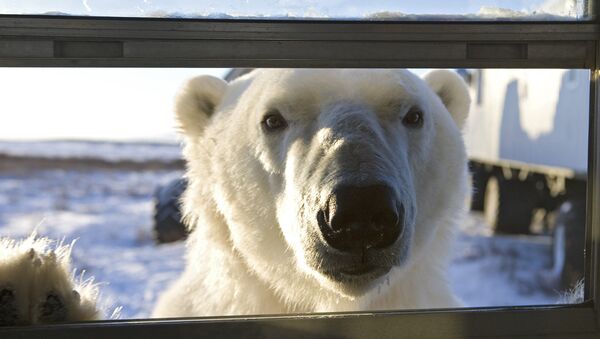 一头白熊爬进斯匹次卑尔根岛的一家旅馆并被困 - 俄罗斯卫星通讯社
