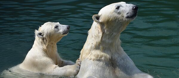 海冰減少 北極熊開始捕食老鼠 海冰減少 北極熊開始捕食老鼠 - 俄羅斯衛星通訊社