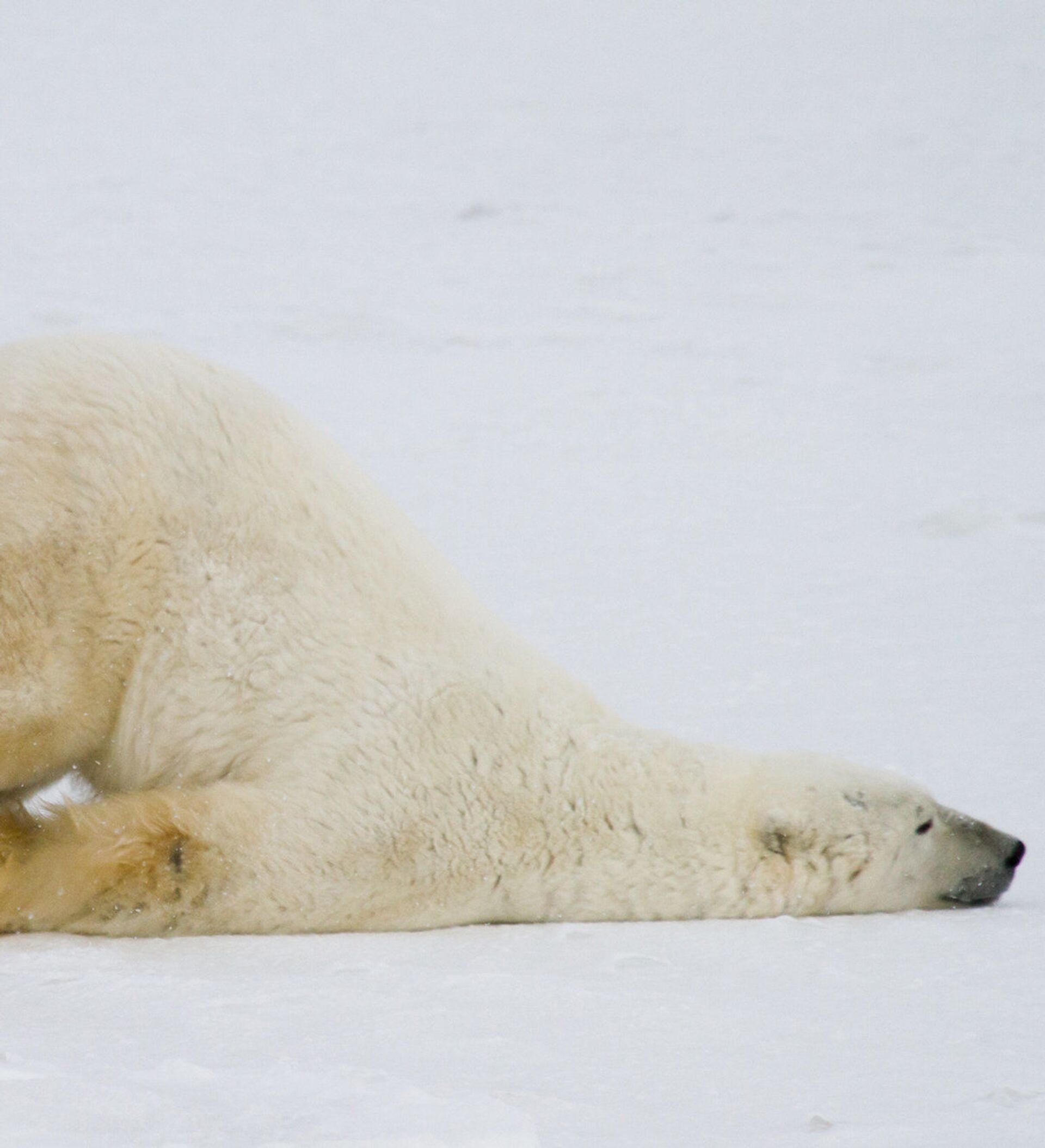 北极熊放到南极能生存吗？ - 知乎