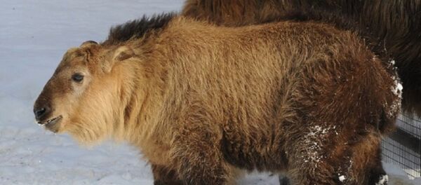 四川羚牛牛犊 - 俄罗斯卫星通讯社