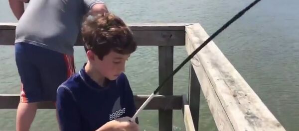 Alligator steals fish - 俄羅斯衛星通訊社