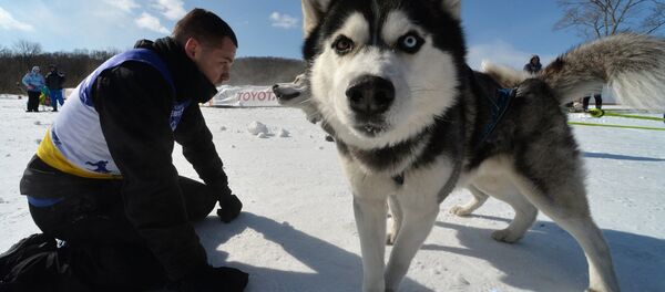 在贝加尔湖上体验狗拉雪橇:伊尔库茨克狗拉雪橇大赛开幕 在贝加尔湖上体验狗拉雪橇:伊尔库茨克狗拉雪橇大赛开幕 - 俄罗斯卫星通讯社