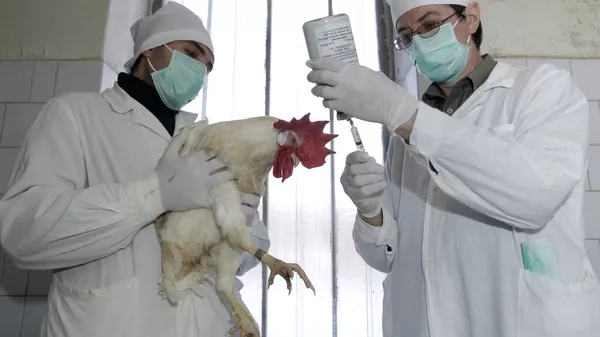 日本因禽流感爆发而扑杀超过5.7万只鸡
