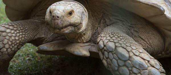 海龟 海龟 - 俄罗斯卫星通讯社