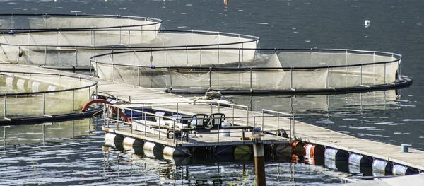 俄副总理邀请日本投资者发展远东水产养殖 - 俄罗斯卫星通讯社