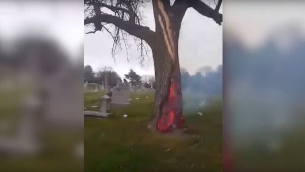 大树被闪电击中烧成空心 - 俄罗斯卫星通讯社