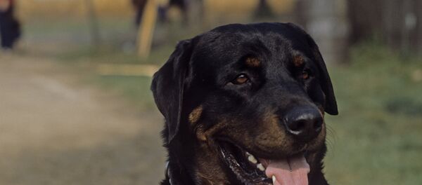 忠犬給醫生開門拯救主人性命 - 俄羅斯衛星通訊社