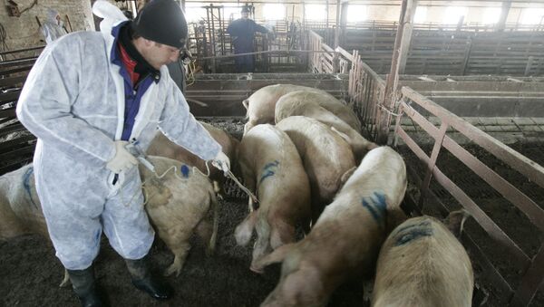Уничтожение поголовья свиней, зараженных африканской чумой - 俄罗斯卫星通讯社