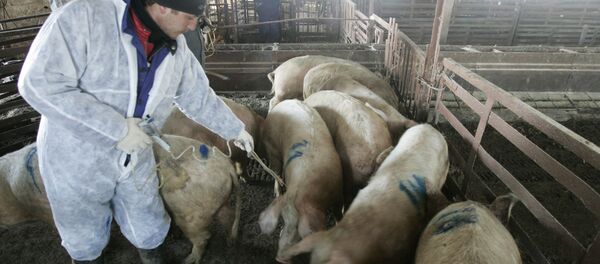 伏爾加格勒州發現第七起非洲豬瘟疫情划定隔離區 - 俄羅斯衛星通訊社