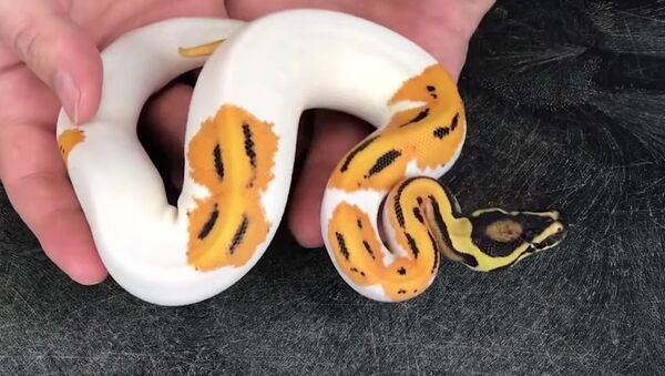 Smiley Pythons Bred In America - 俄羅斯衛星通訊社