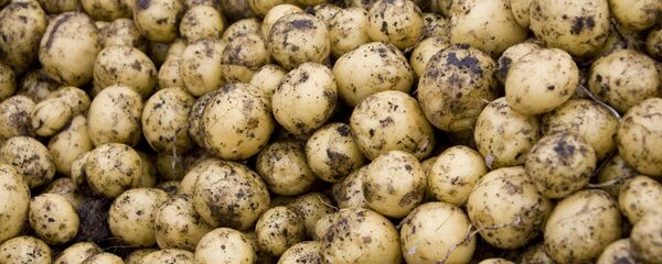 土豆 - 俄罗斯卫星通讯社