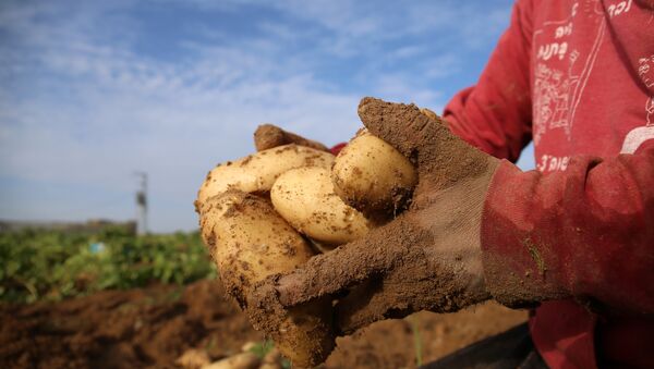 俄方不會禁止從中國進口馬鈴薯 中方邀請俄方專家檢查水果產地 - 俄羅斯衛星通訊社