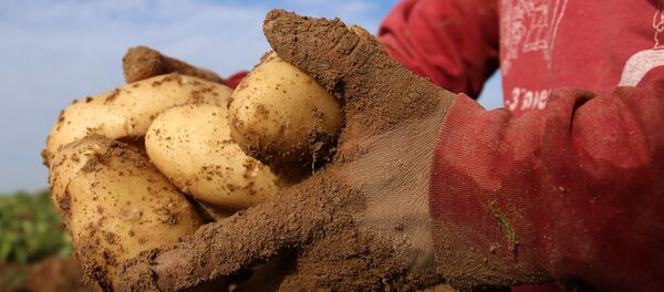 土豆 - 俄罗斯卫星通讯社