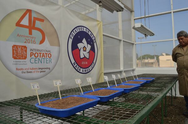 国际马铃薯中心在美国航空航天局艾姆斯研究中心(NASA Ames Research Center)参与下开展“火星土豆”项目。学者们试图证明,在火星的环境中可以种植土豆。 国际马铃薯中心在美国航空航天局艾姆斯研究中心(NASA Ames Research Center)参与下开展“火星土豆”项目。学者们试图证明,在火星的环境中可以种植土豆。 - 俄罗斯卫星通讯社