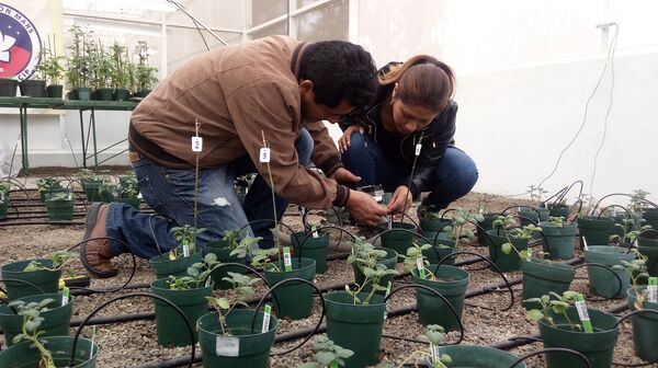 可以通过直播观看项目。 可以通过直播观看项目。 - 俄罗斯卫星通讯社