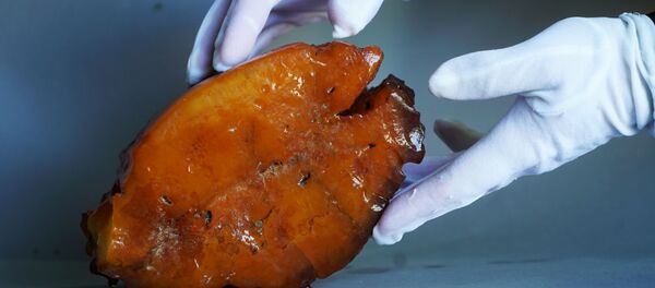 俄罗斯加里宁格勒州在两周内开采到第五块超过1千克的琥珀原石 俄罗斯加里宁格勒州在两周内开采到第五块超过1千克的琥珀原石 - 俄罗斯卫星通讯社