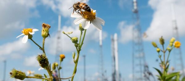 獵鷹9運載火箭攜裝載物資的龍飛船在佛羅里達發射升空 - 俄羅斯衛星通訊社