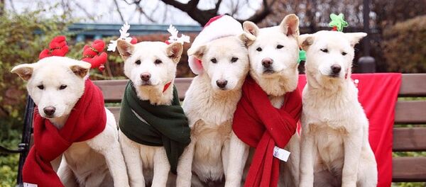 家犬 家犬 - 俄羅斯衛星通訊社