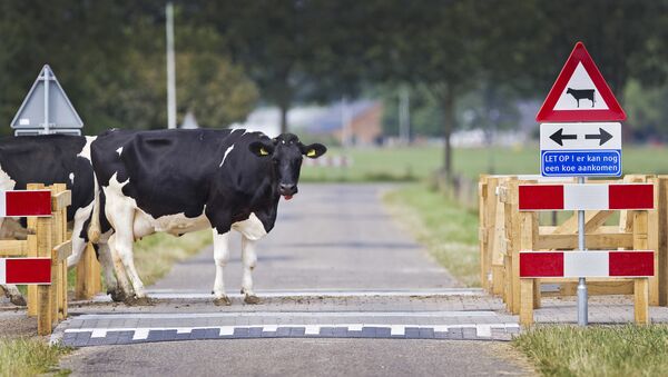 为报复荷兰，土耳其政治家砍下荷兰牛的头颅 - 俄罗斯卫星通讯社