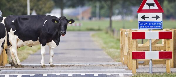 为报复荷兰，土耳其政治家砍下荷兰牛的头颅 - 俄罗斯卫星通讯社