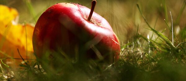 蘋果著色誰說了算？科學家有新發現 - 俄羅斯衛星通訊社