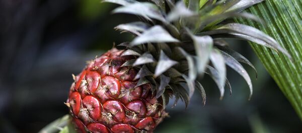 西班牙警方查獲大量藏在菠蘿中的可卡因 - 俄羅斯衛星通訊社