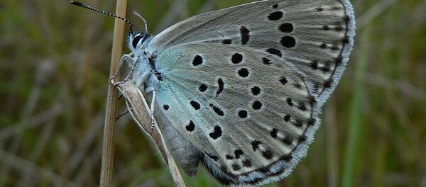 收藏者首次因捕杀珍稀蝴蝶在英国获罪 - 俄罗斯卫星通讯社