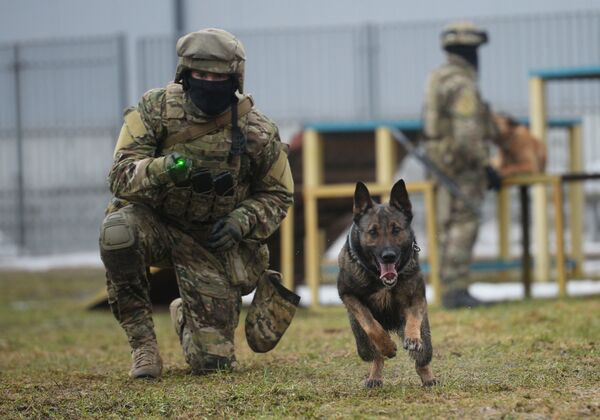 国家近卫军相关部门进行的犬类培训 - 俄罗斯卫星通讯社