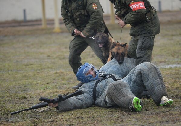 國家近衛軍相關部門進行的犬類培訓 - 俄羅斯衛星通訊社