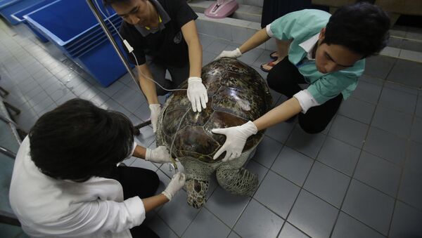 曾吞食915枚硬币的泰国海龟不幸去世 - 俄罗斯卫星通讯社