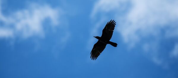 印度桑珀爾鹽湖附近發現千餘只候鳥死亡 - 俄羅斯衛星通訊社