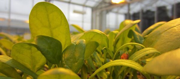 中国投资商欲出资千万美元在克里米亚修建温室综合体 - 俄罗斯卫星通讯社