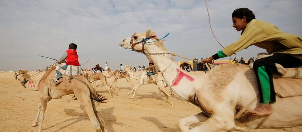 Наездники, большинство из которых дети, на верблюжьих бегах в пустыне близ города Исмаилия в Египте Наездники, большинство из которых дети, на верблюжьих бегах в пустыне близ города Исмаилия в Египте - 俄羅斯衛星通訊社