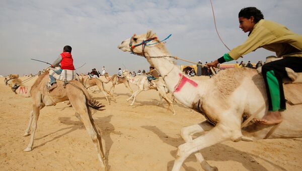 Наездники, большинство из которых дети, на верблюжьих бегах в пустыне близ города Исмаилия в Египте - 俄羅斯衛星通訊社