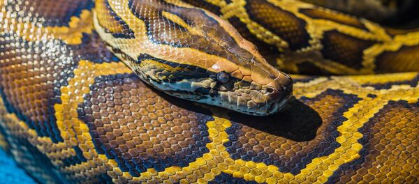 印尼村民在蟒蛇身体里发现失踪的朋友 - 俄罗斯卫星通讯社