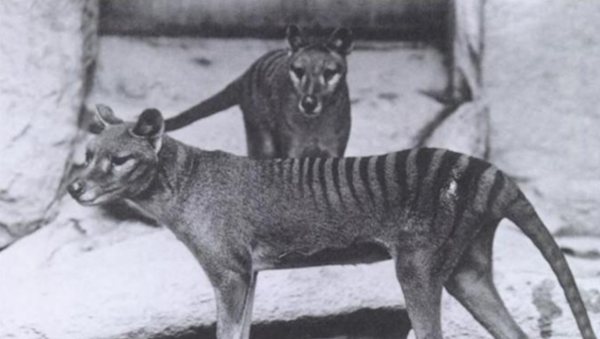 在澳大利亞發現已經滅絕的袋狼 - 俄羅斯衛星通訊社