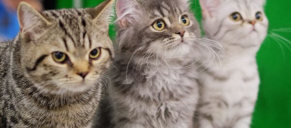 学者们研究并得出结论：猫究竟是如何对待人类的？ - 俄罗斯卫星通讯社