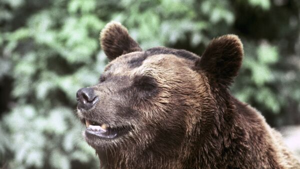 美國男子為救愛犬徒手鬥熊 - 俄羅斯衛星通訊社