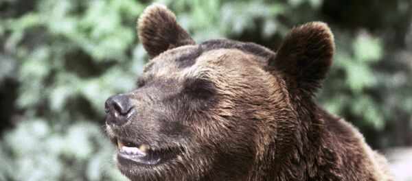 美国男子为救爱犬徒手斗熊 美国男子为救爱犬徒手斗熊 - 俄罗斯卫星通讯社