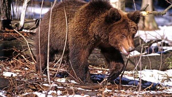 Медведь Микки - 俄羅斯衛星通訊社